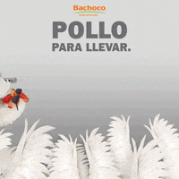 BachocoMX music festival rock musica GIF