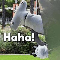 Laugh Lol GIF by Aquarium of the Pacific