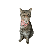 Cat Pumpkin Sticker by Geekster Pets