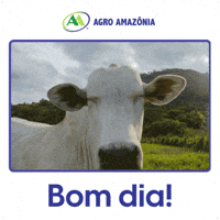Bom Dia Boi GIF by Agro Amazônia