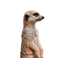 Zoom Waiting Sticker