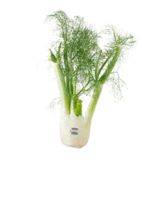 fennel romaine Sticker