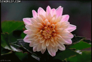 Flowers Transformation GIF