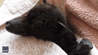 Queensland Bat Recovers After Getting 'Caught in Christmas Lights'