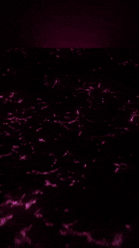 Netflix Mira GIF by Youtooz