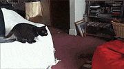 cat jump GIF