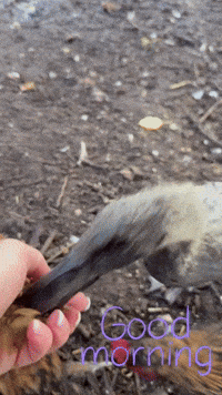 Good Morning Duck GIF