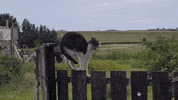 Angry Cat GIF by KreativCopy