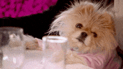 Puppy Wink GIF
