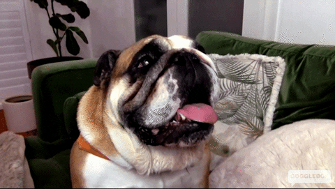 Dog Bane GIF by Gogglebox Australia