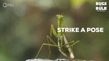 Posing Look At Me GIF by PBS