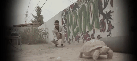 turtle reshoevn8r GIF