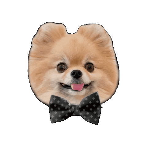 Dog Sticker