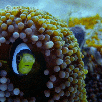 Pbs Nature Swimming GIF by Nature on PBS