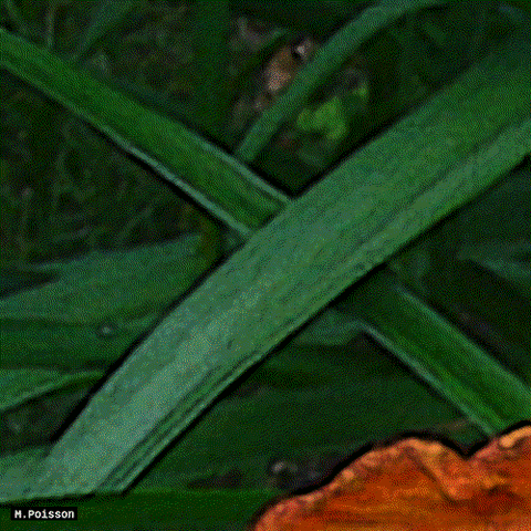 art photo GIF by Michel Poisson