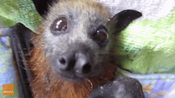 Tiny Flying Fox Smacks Her Lips for More Food