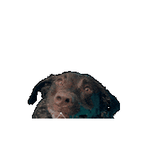 Dog Realtor Sticker by PRMI