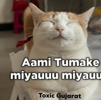 Cat Meme GIF