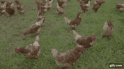 TeamShameless party youtube chicken free GIF