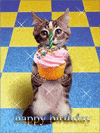 Cat Birthday GIF