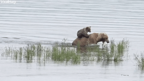 Bear Cub Rides Across River In Style GIF by ViralHog