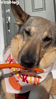 Minnesota Dog Munches on Carrot