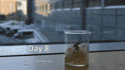 plant growth GIF by Harvard University