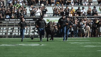 University Of Colorado Coloradobuffaloes GIF by CUBoulder
