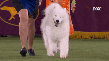 Working Group Winner Striker (Samoyed)