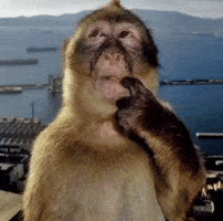 Monkey Thinking GIF