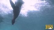 Spin Swimming GIF by Brookfield Zoo