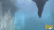 Spin Swimming GIF by Brookfield Zoo