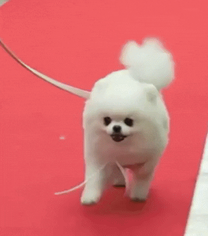 58d4b6a0e8004dd6a499524384e88c9f giphyupload GIF