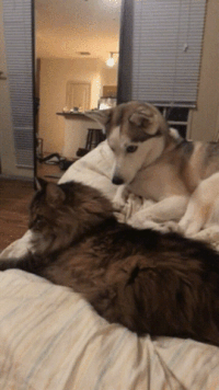 dog GIF