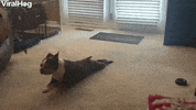 Duncan The Boston Terrier Loves Scooting Around Carpet GIF by ViralHog
