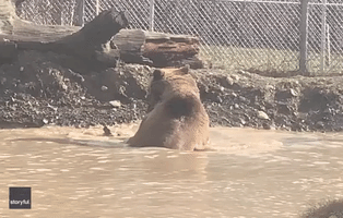 Log Becomes Perfect Chew Toy for Bathing Bear