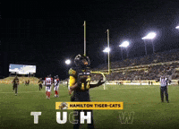 Tiger-Cats Cats GIF