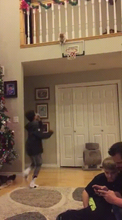cat basketball GIF