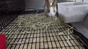 Happy Baby Animals GIF by Dartmouth College