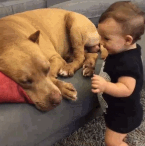 Video gif. Baby bends down to softly kiss a dog's nose. The dog is just about to sleep but lifts its head to return the gesture by smothering the baby with doggy kisses.