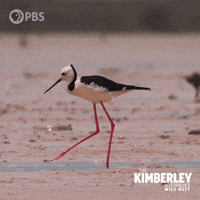 Work It Bird GIF by PBS