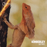 Frilled Neck Lizard Flirt GIF by PBS