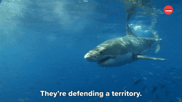 They're Defending A Territory 