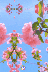 Salud Flores GIF by Murcianys LLC