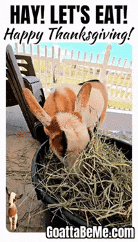 Thanksgiving GIF by Goatta Be Me Goats! Adventures of Java, Toffee, Pumpkin and Cookie!