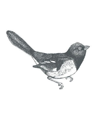 artisteria giphyupload pajarito artisteria Sticker
