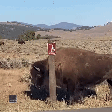Bison Finds Ideal Scratching Post at Yellowstone
