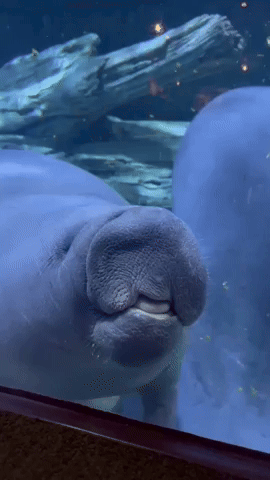 Goofy Manatee Squishes Face Against Aquarium Glass