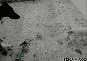 cat fighting GIF by Cheezburger