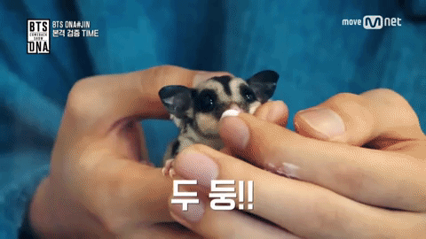 sugar glider jin GIF